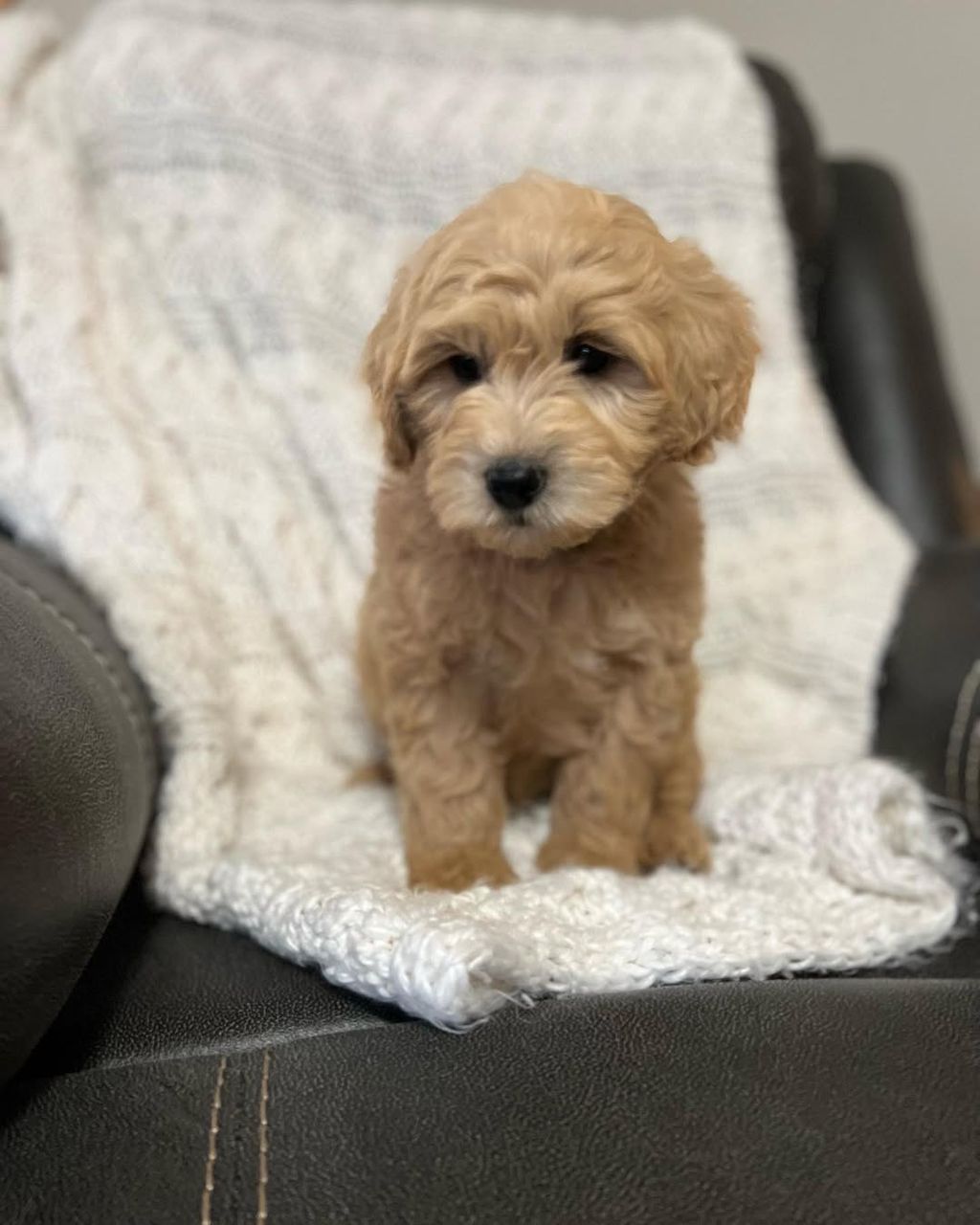 Atlas — F1 Standard Goldendoodle