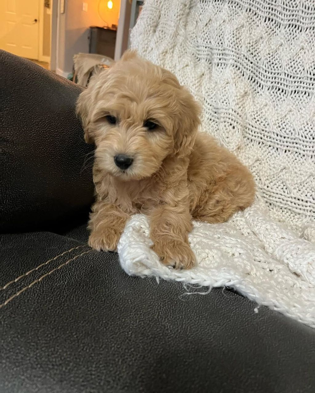 Atlas — F1 Standard Goldendoodle puppy 2