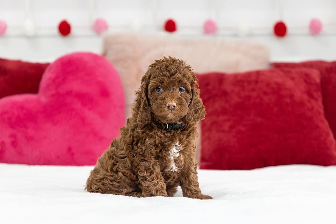 Avalanche — F1b Mini Goldendoodle