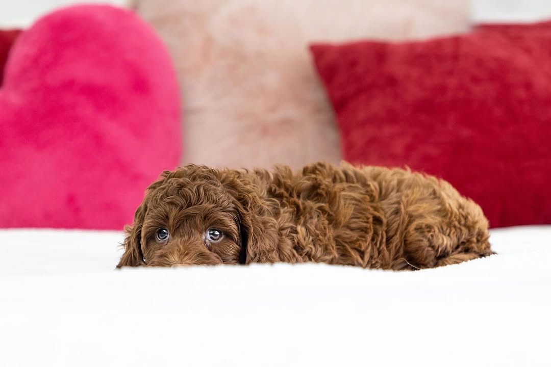 Avalanche — F1b Mini Goldendoodle puppy 2
