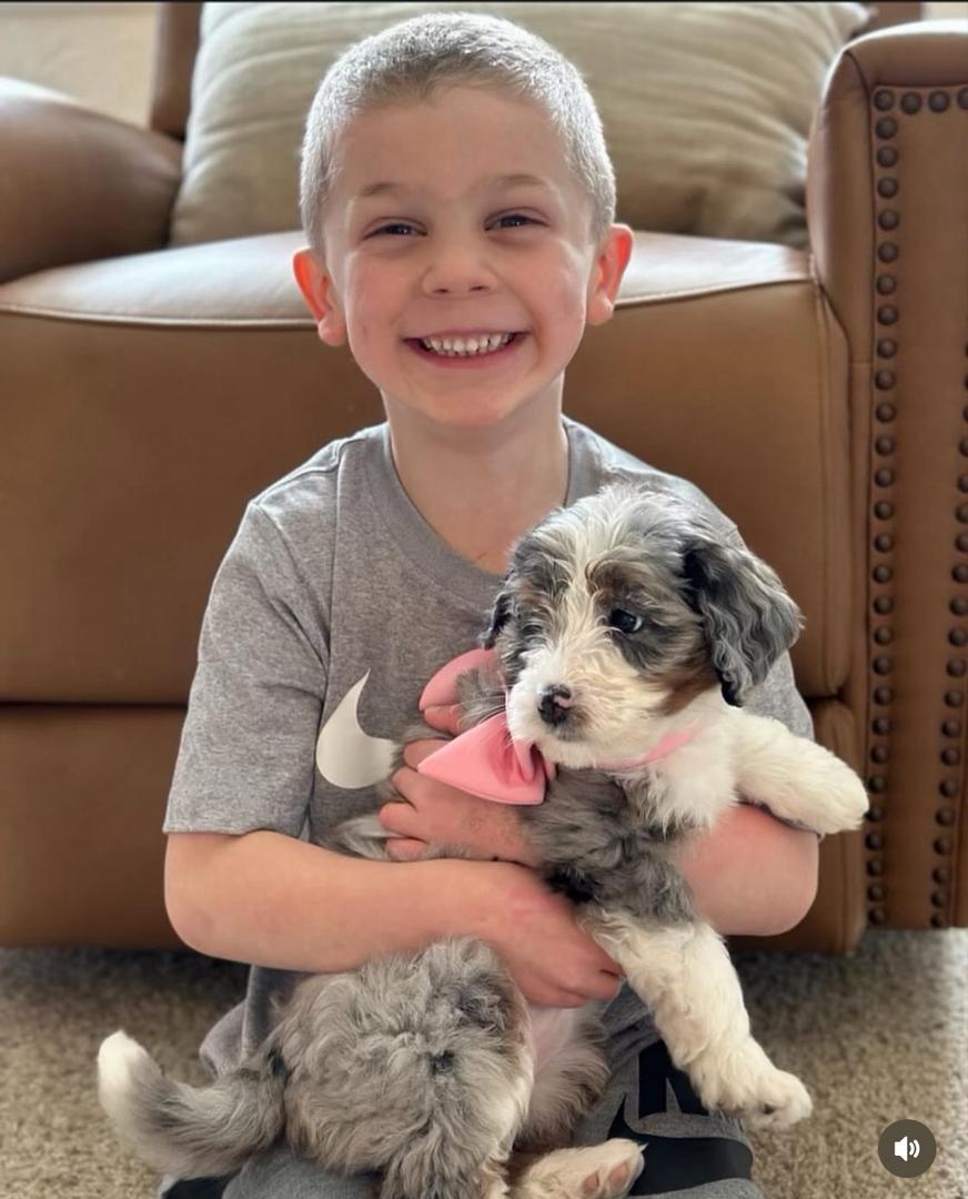 Doodle puppy at home with family
