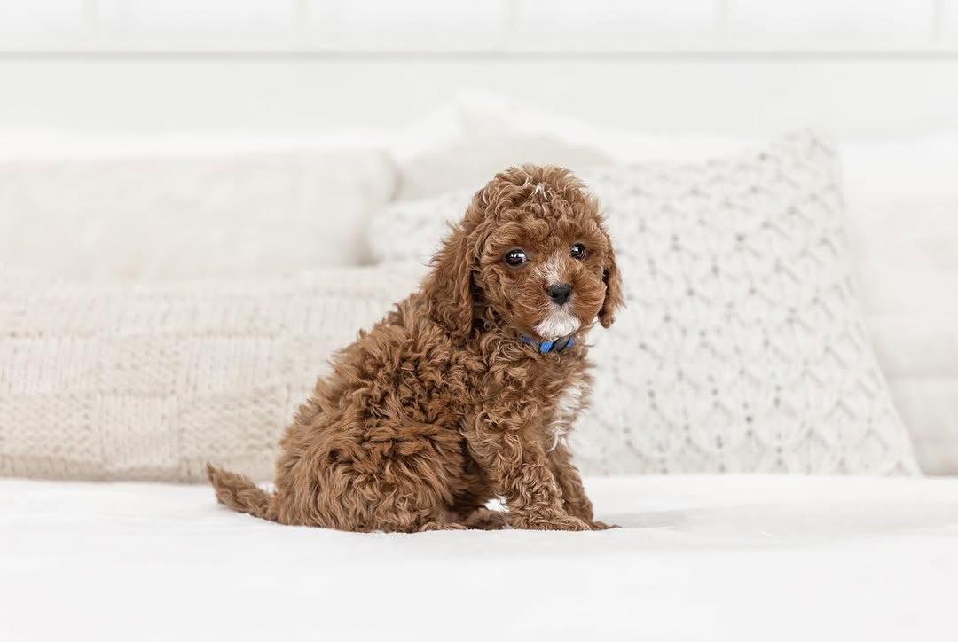 Bear — F1b Mini Goldendoodle