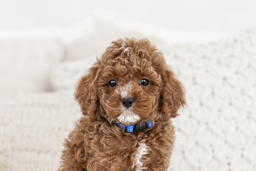 Bear — F1b Mini Goldendoodle puppy 2