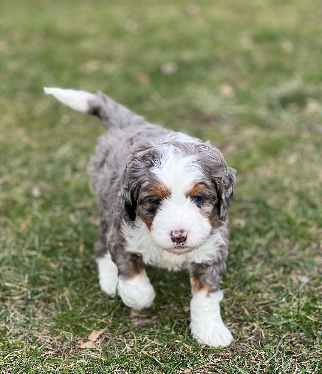 Bear (Bernedoodle) — Standard Bernedoodle puppy 1