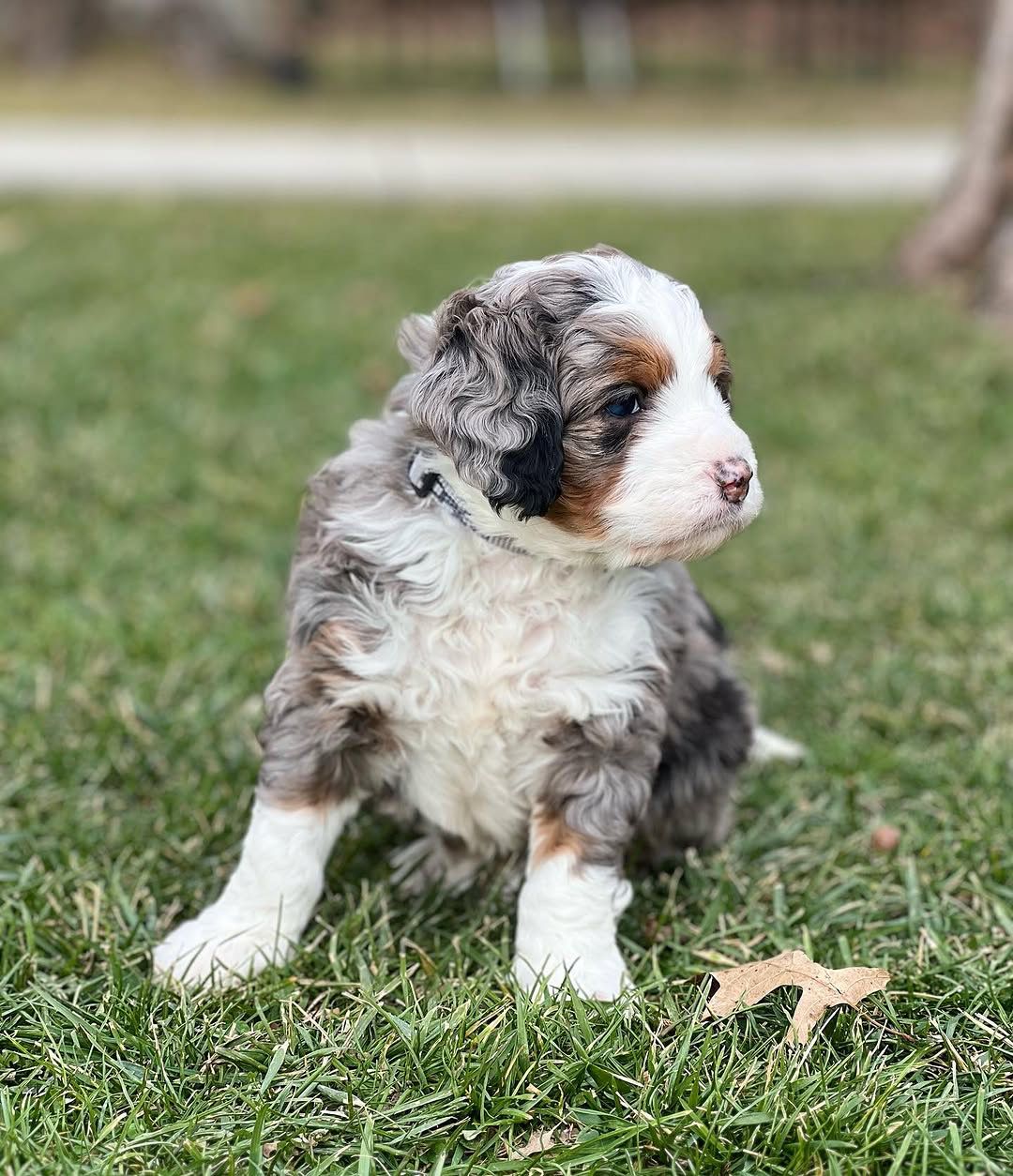 Bear (Bernedoodle) — Standard Bernedoodle puppy 2