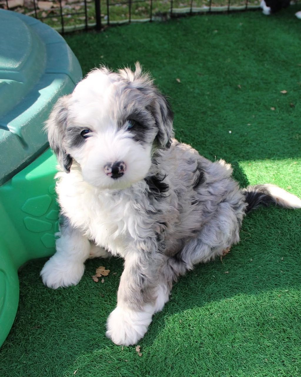 Bella — F1 Mini Sheepadoodle puppy 1
