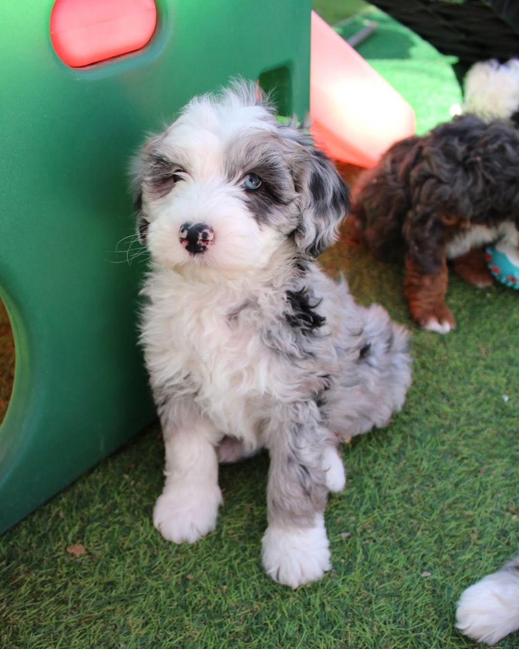 Bella — F1 Mini Sheepadoodle puppy 2