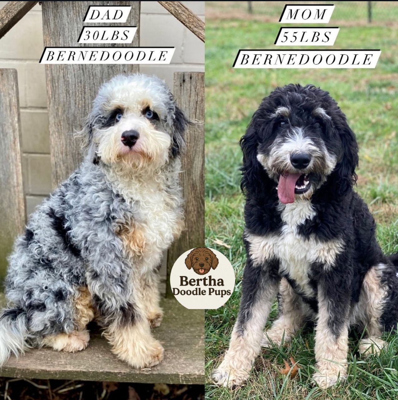 Ben and Ashley — Bernedoodle parents at Monarch Doodles