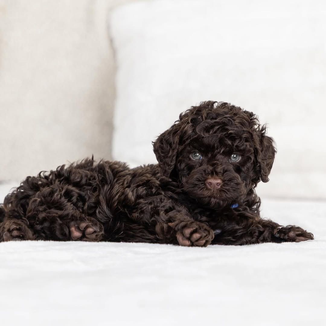 Bumblebee — F1b Mini Goldendoodle