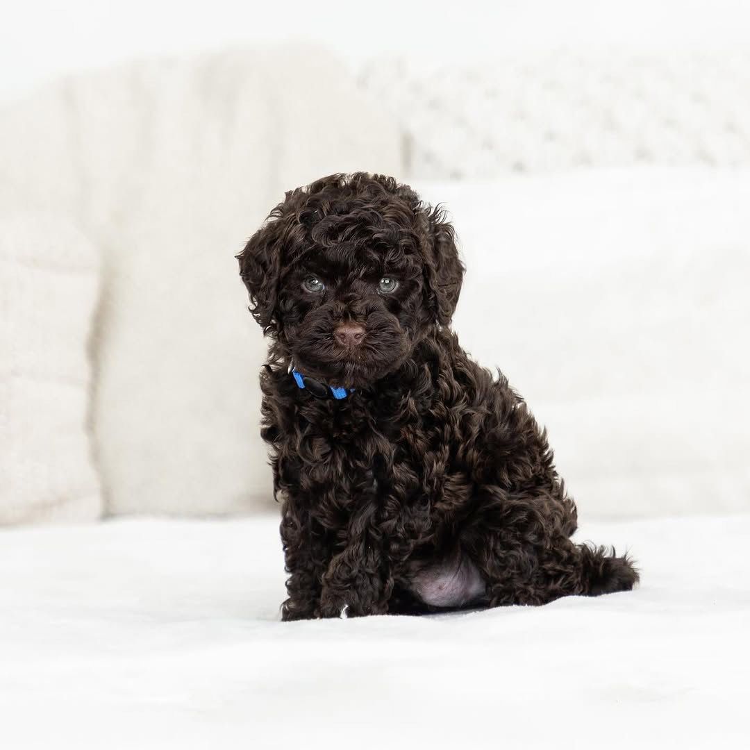Bumblebee — F1b Mini Goldendoodle puppy 2