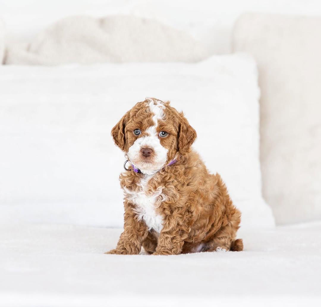 Cora — F1b Mini Goldendoodle puppy 2