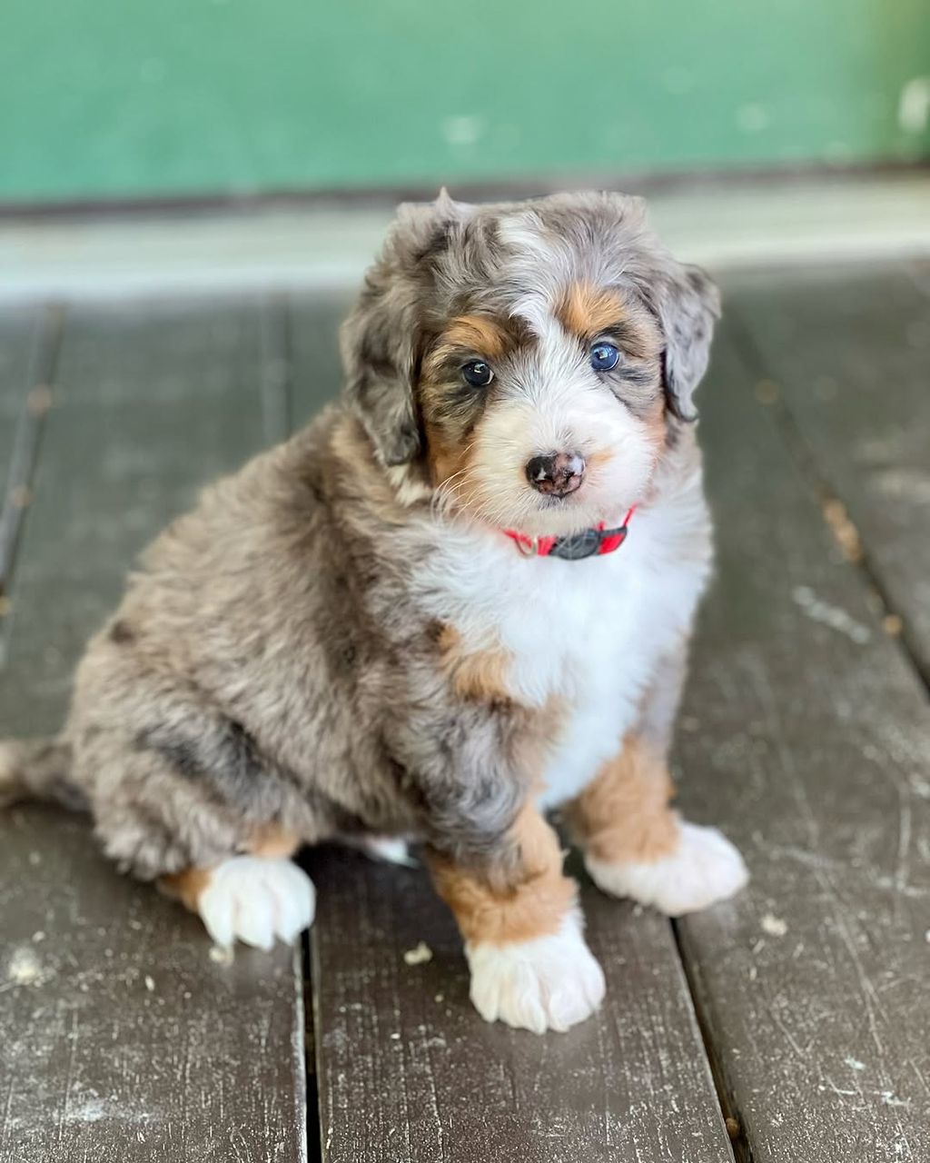 Finn — F1 Mini Bernedoodle puppy 1