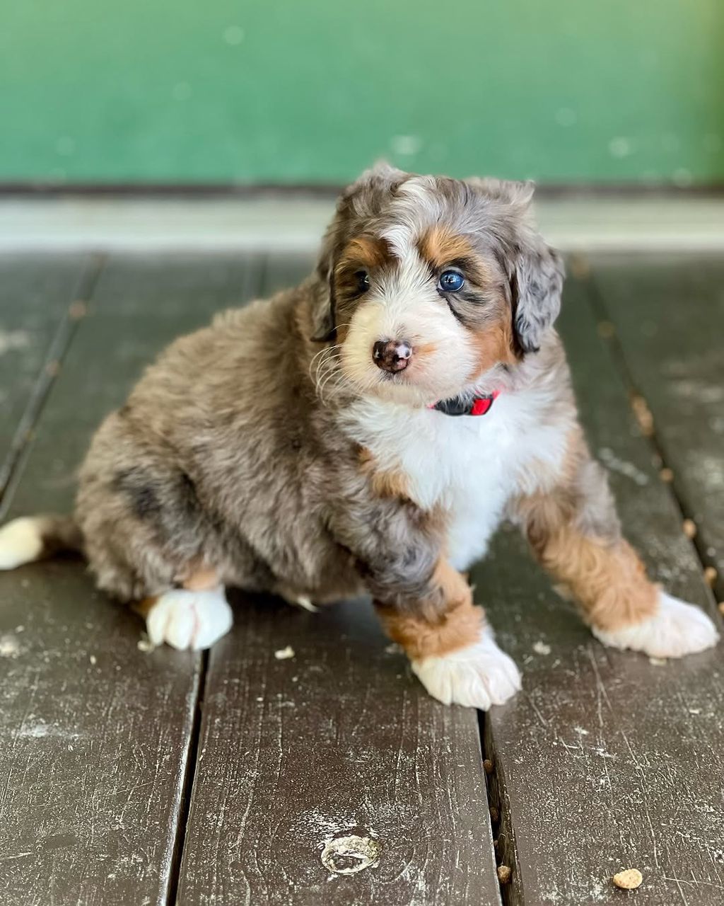 Finn — F1 Mini Bernedoodle puppy 2