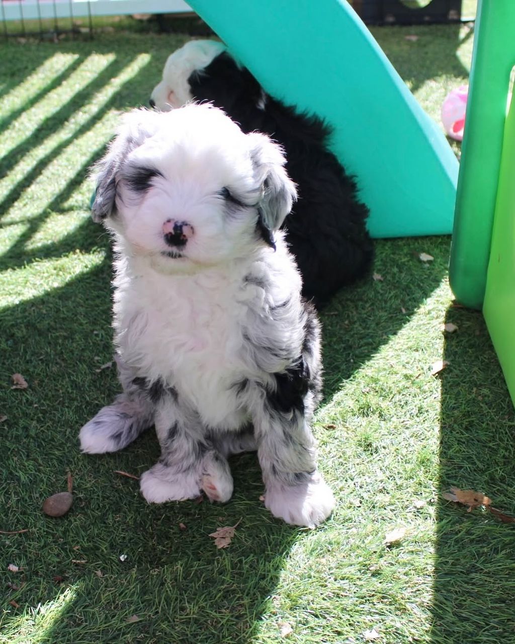 Hazel — Mini Sheepadoodle puppy