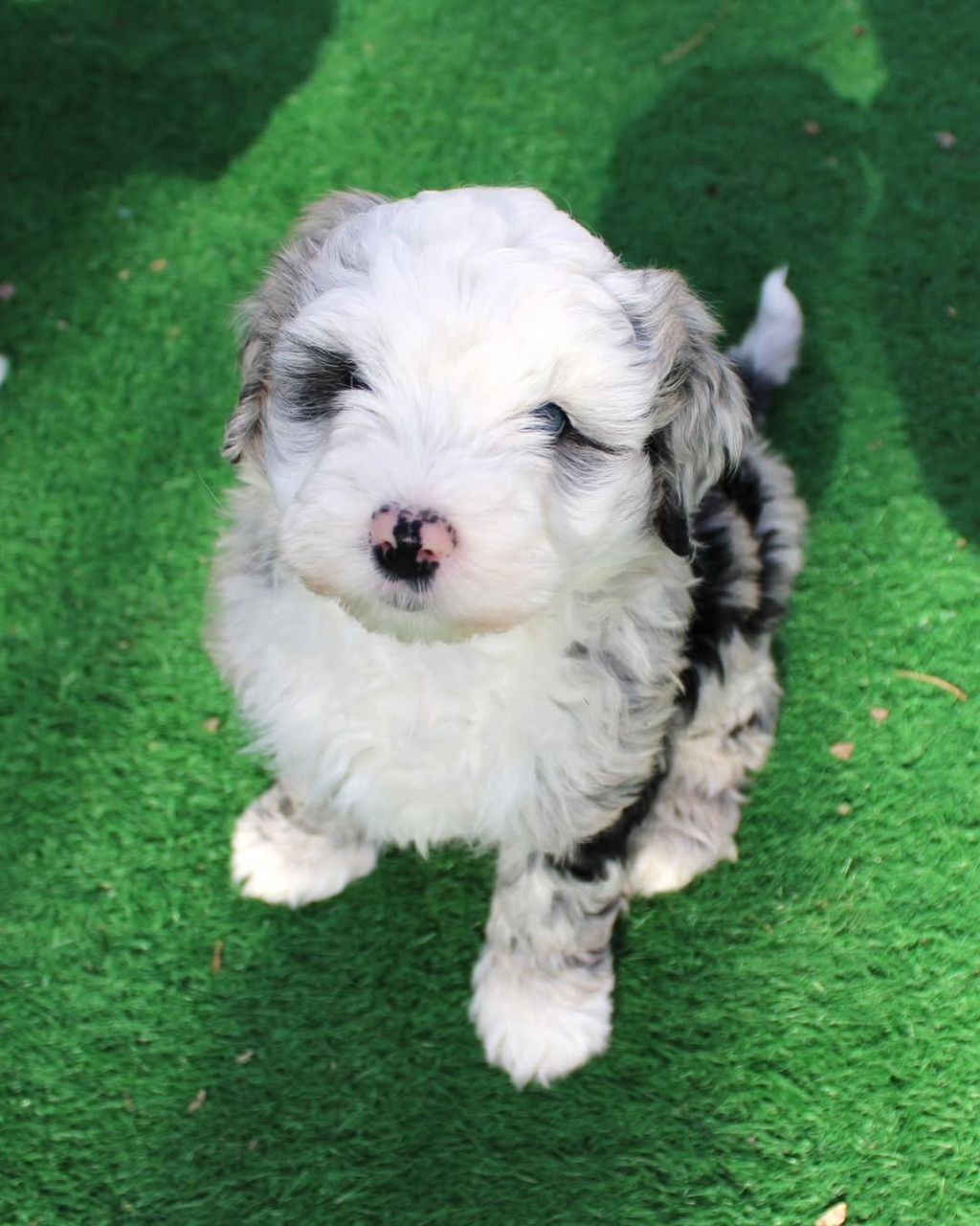 Hazel — F1 Mini Sheepadoodle puppy 2