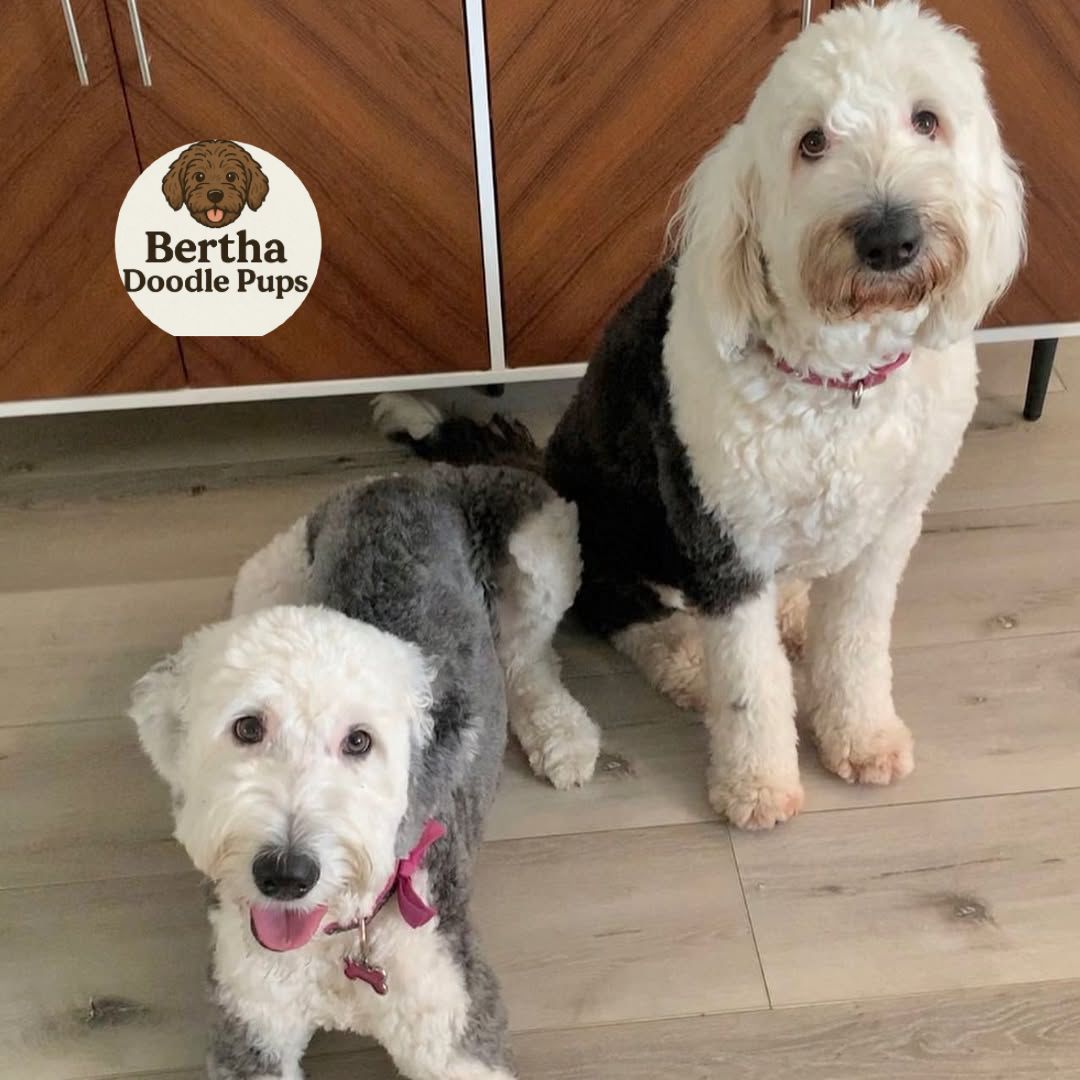 Jason and Mary — Sheepadoodle parents at Monarch Doodles