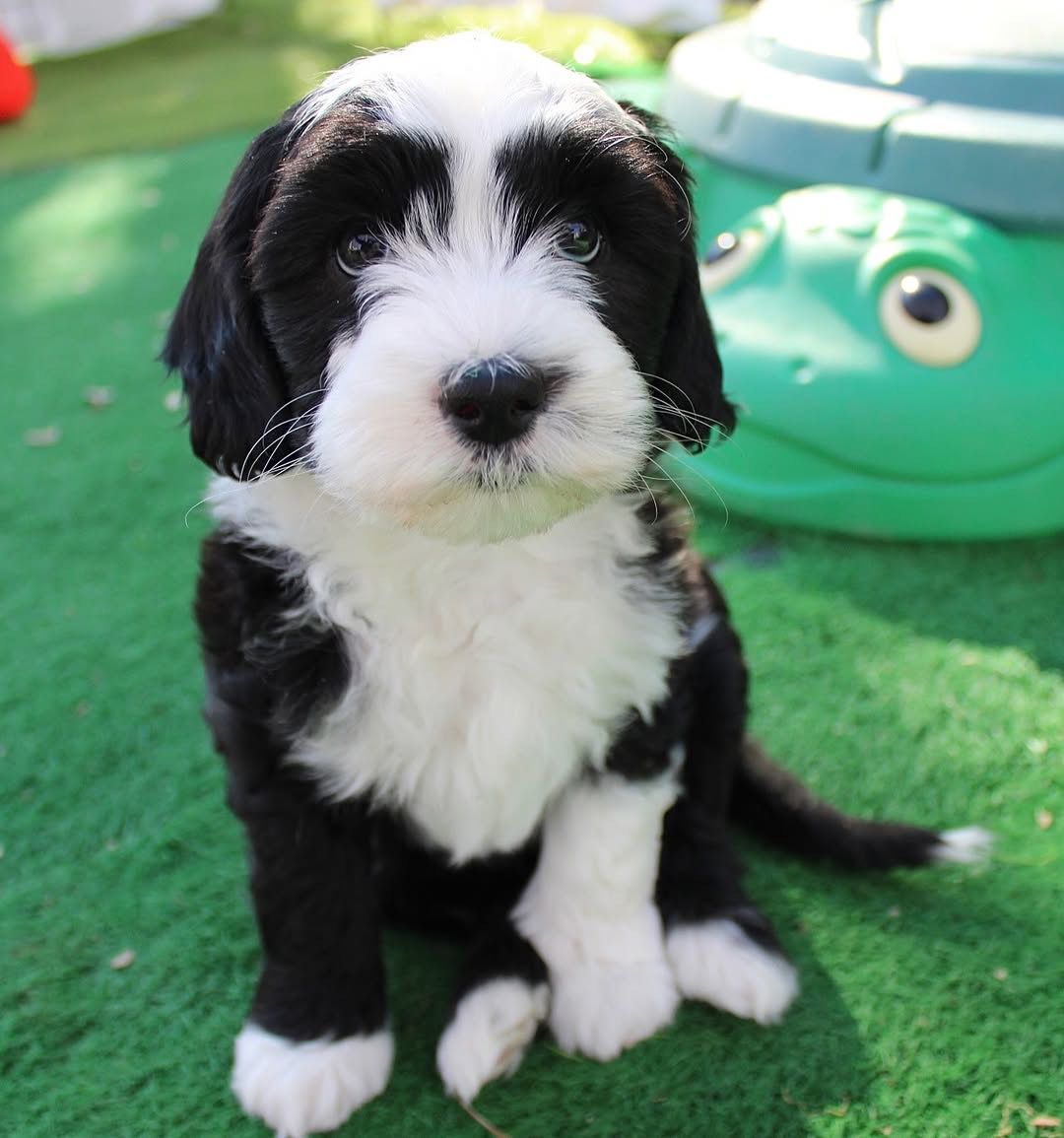 Jasper — F1 Standard Sheepadoodle puppy 1