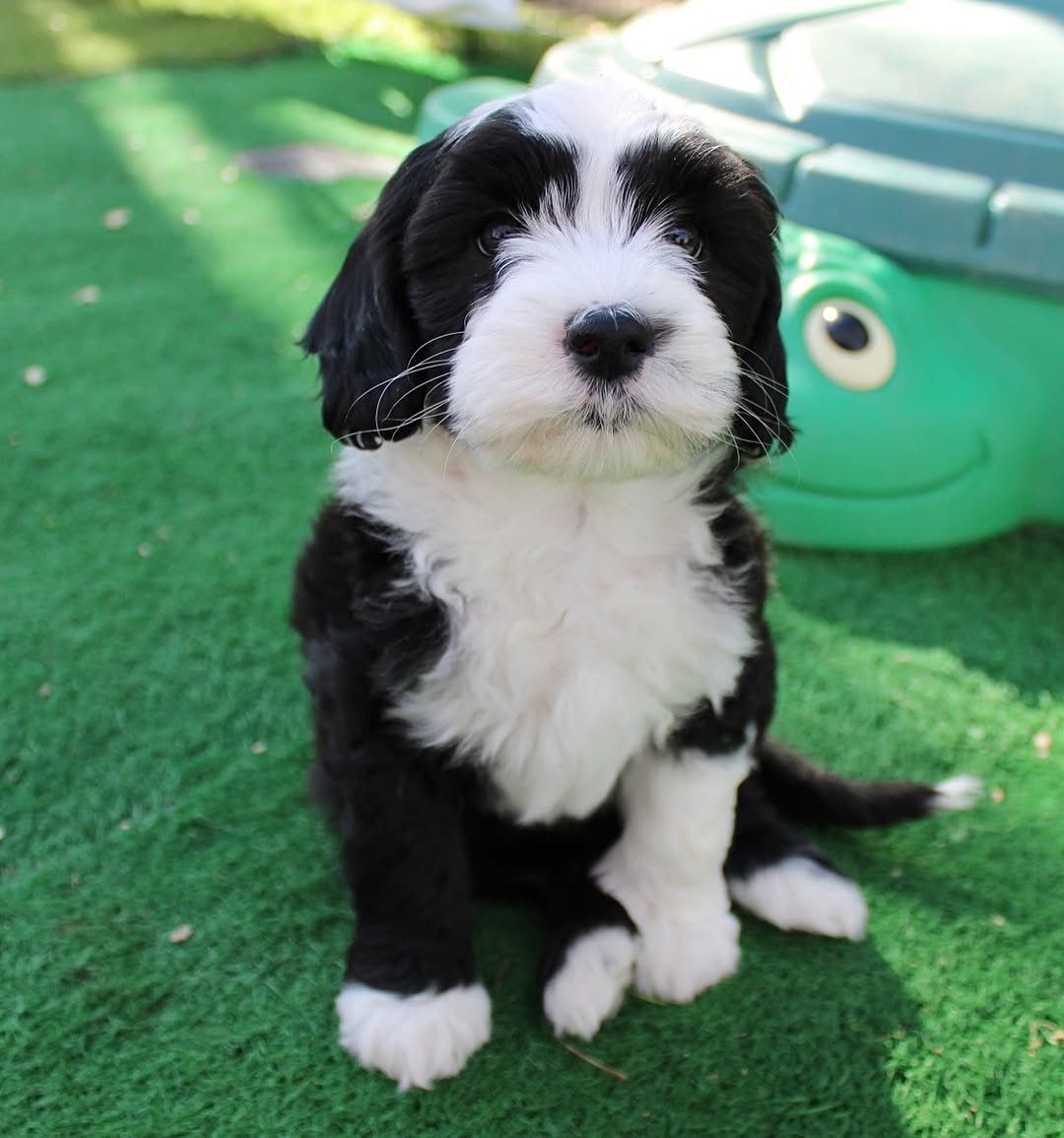 Jasper — F1 Standard Sheepadoodle puppy 2