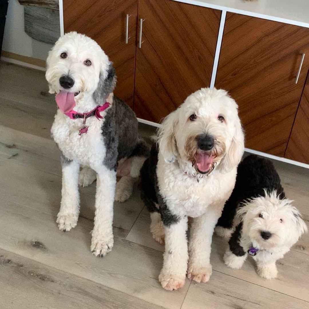 Jovi and Gina — Sheepadoodle parents at Monarch Doodles