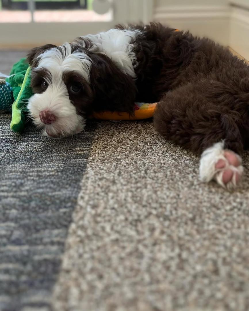 Lola — F1 Standard Goldendoodle puppy 1