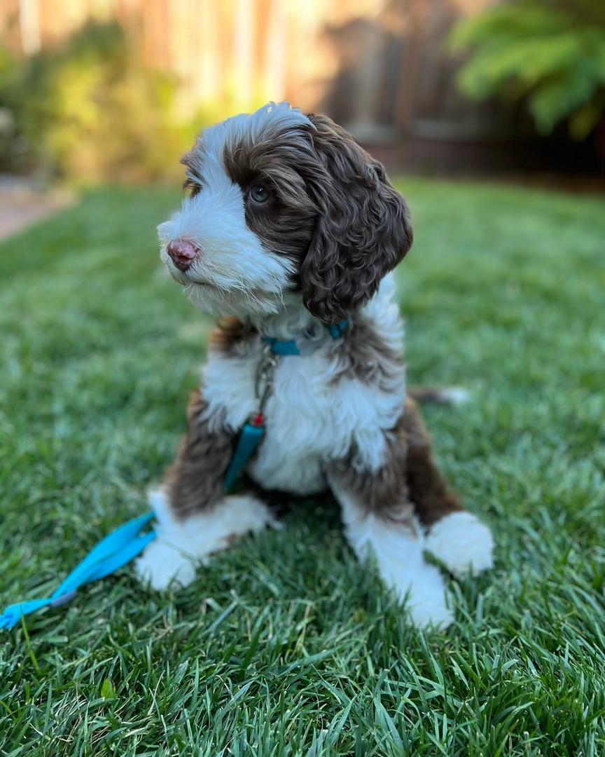 Lola — F1 Standard Goldendoodle puppy 2
