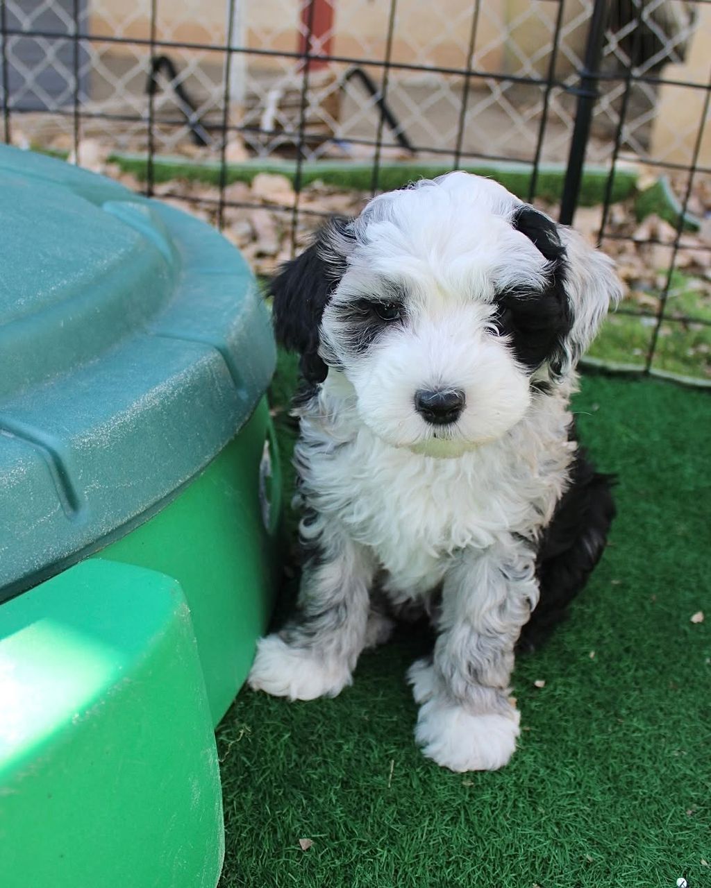 Luna — Sheepadoodle puppy