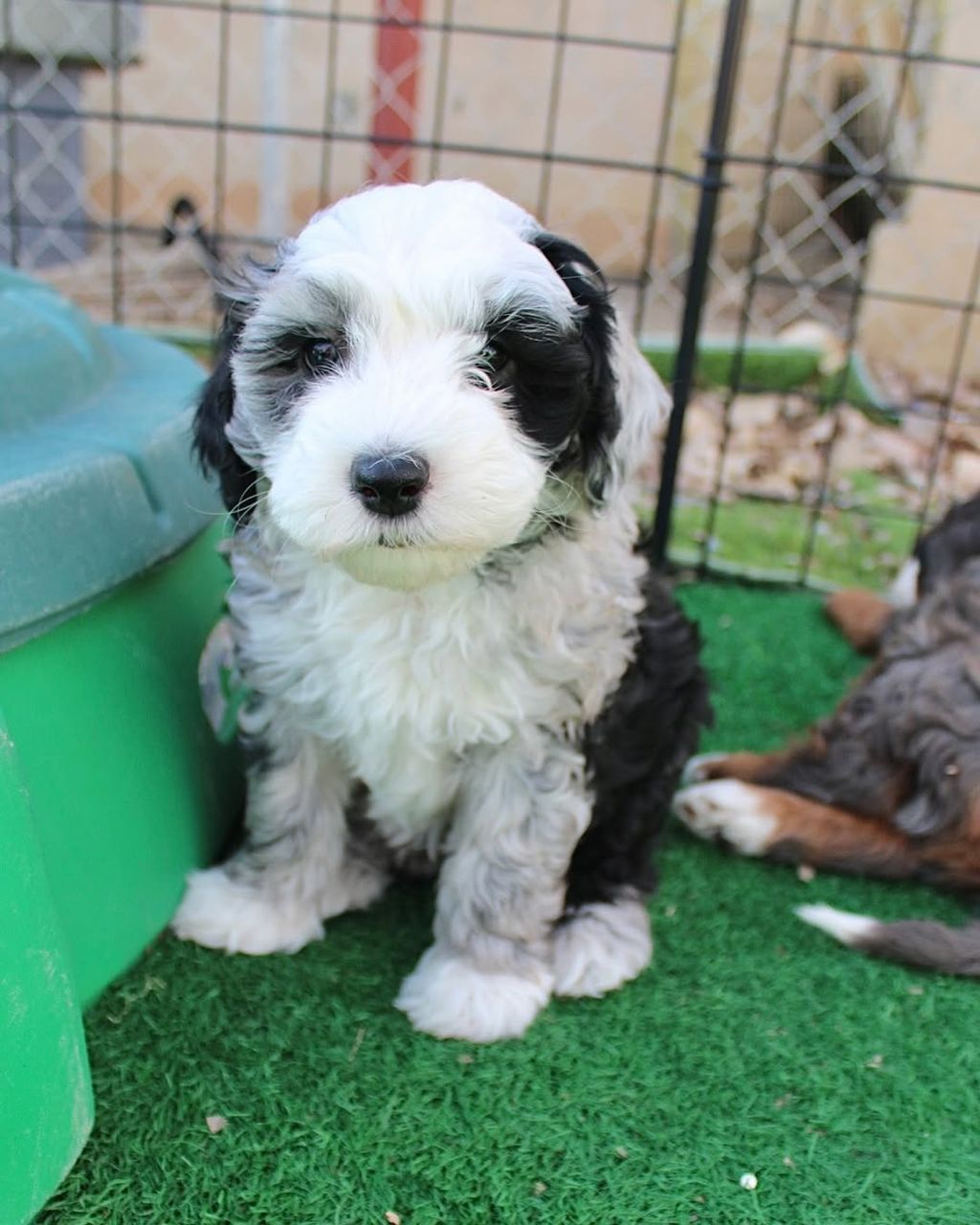 Luna — F1 Standard Sheepadoodle puppy 2