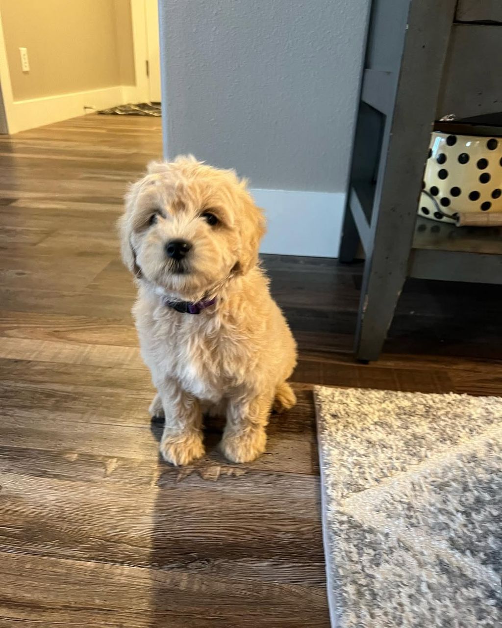 Maple — F1 Standard Goldendoodle puppy 1