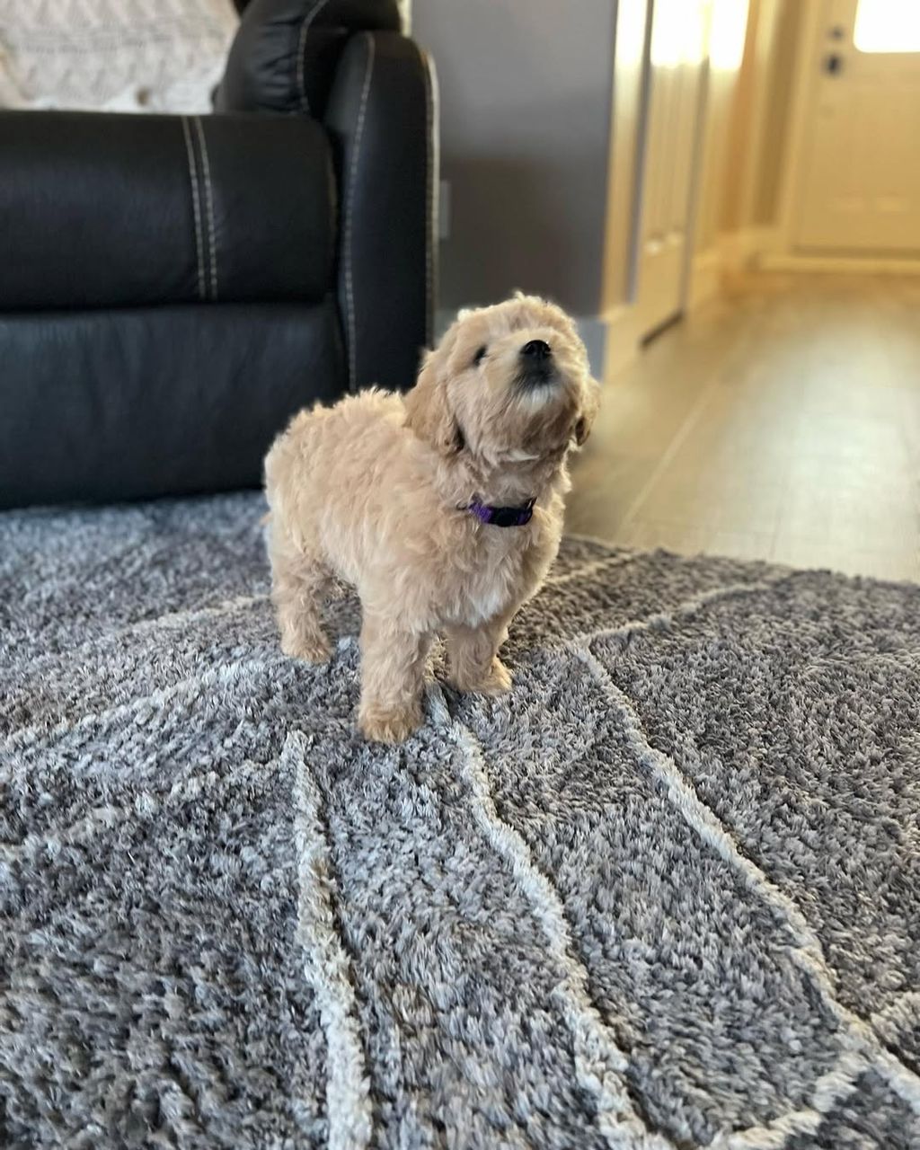 Maple — F1 Standard Goldendoodle puppy 2