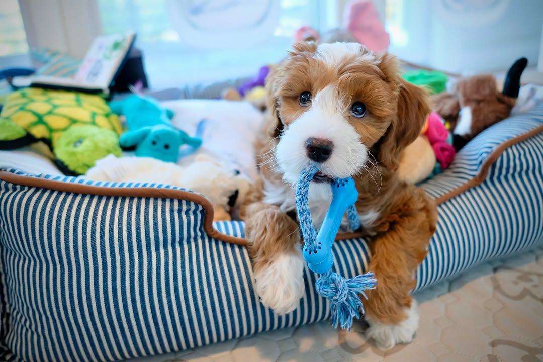 Maxi — F1 Standard Goldendoodle puppy 1