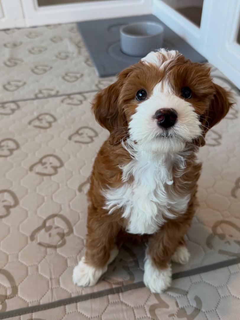 Maxi — F1 Standard Goldendoodle puppy 2