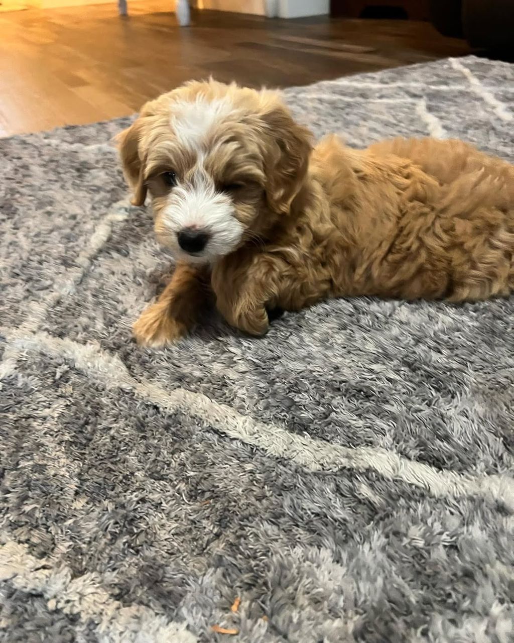Nala — F1 Standard Goldendoodle puppy 1