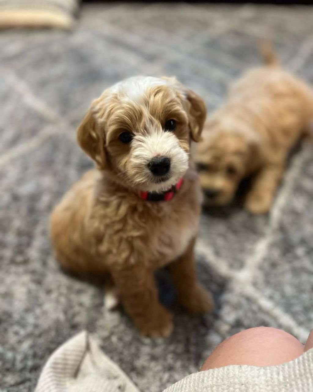Nala (Goldendoodle) — F1 Standard Goldendoodle puppy 2