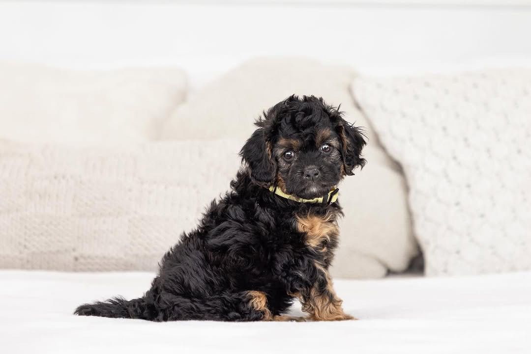 Pansy — F1b Mini Goldendoodle