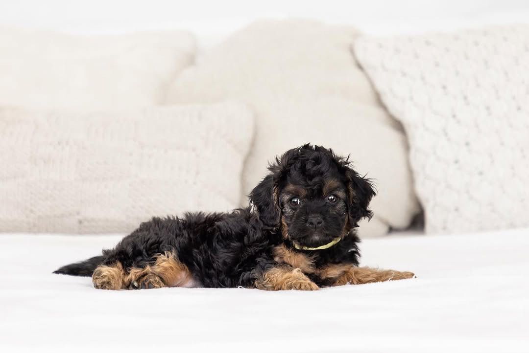 Pansy — F1b Mini Goldendoodle puppy 2