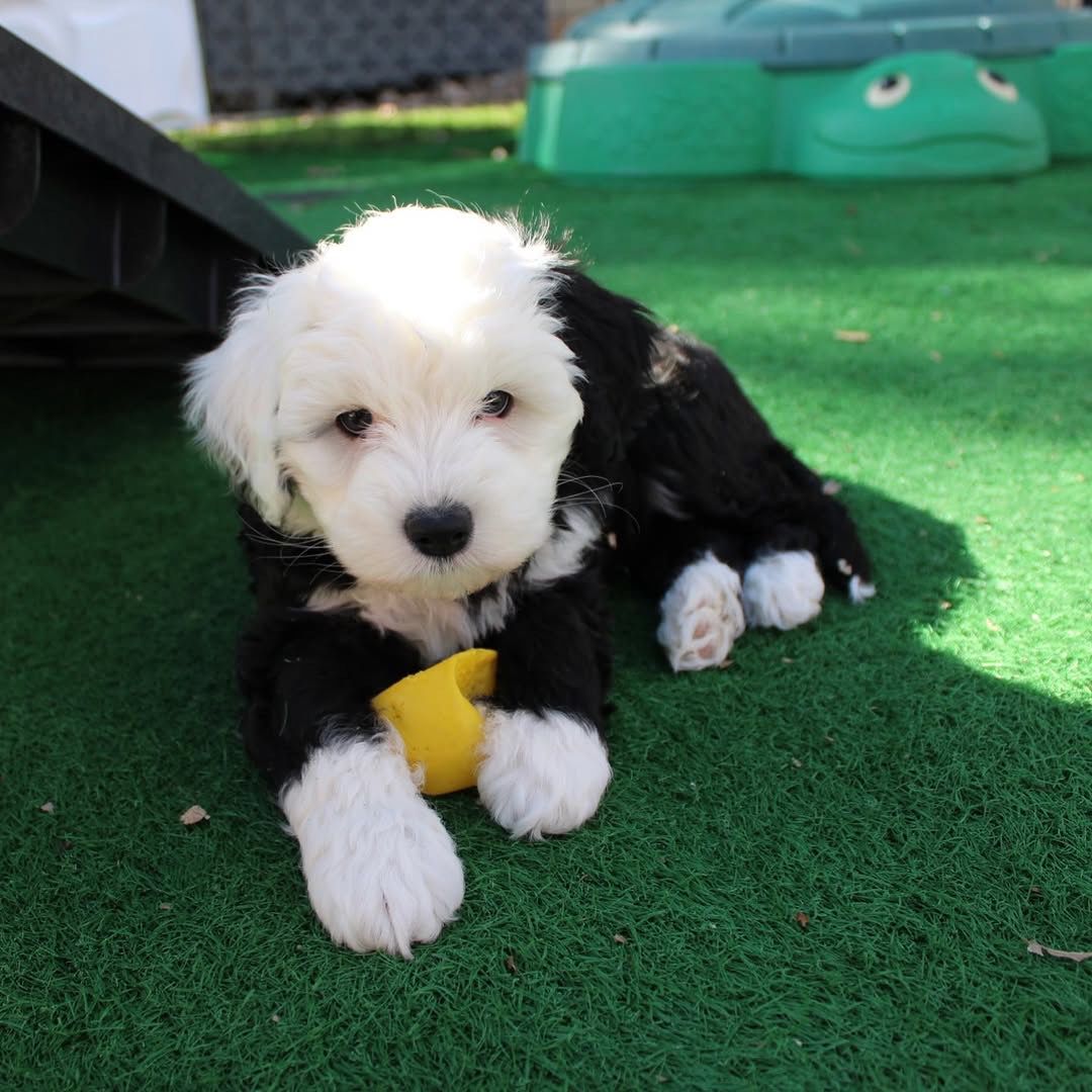 Rocky — Mini Sheepadoodle puppy