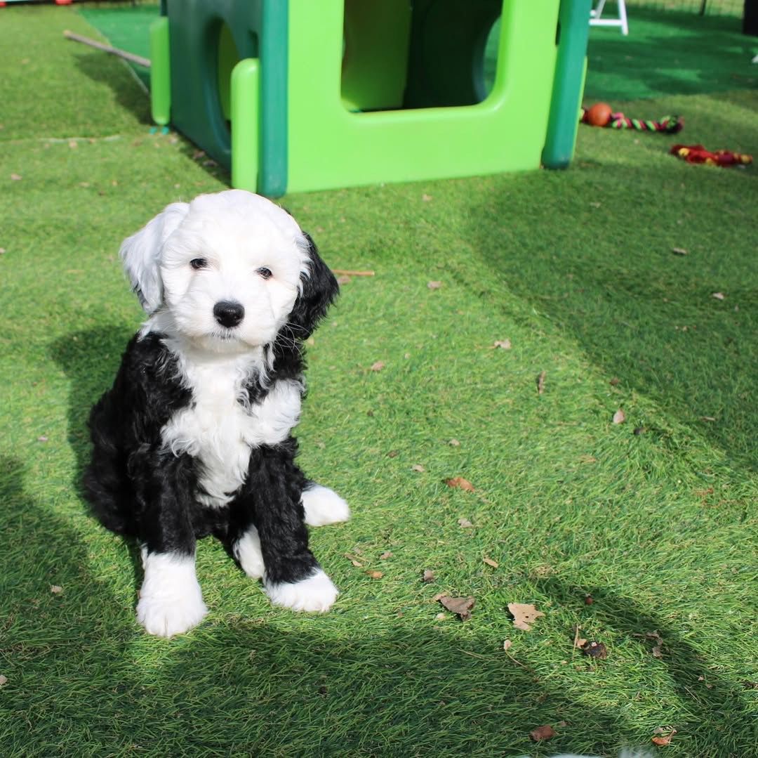 Rocky — F1 Mini Sheepadoodle puppy 2