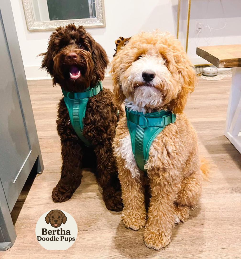 Sam and Cindy — Goldendoodle parents at Monarch Doodles