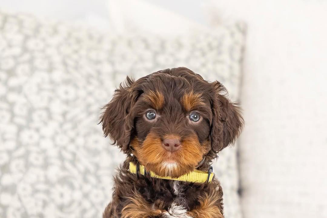 Skype — F1b Mini Goldendoodle puppy 1