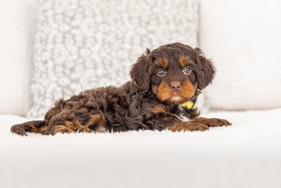 Skype — F1b Mini Goldendoodle puppy 2