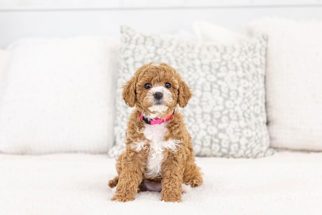 Stormy — F1b Mini Goldendoodle puppy 1