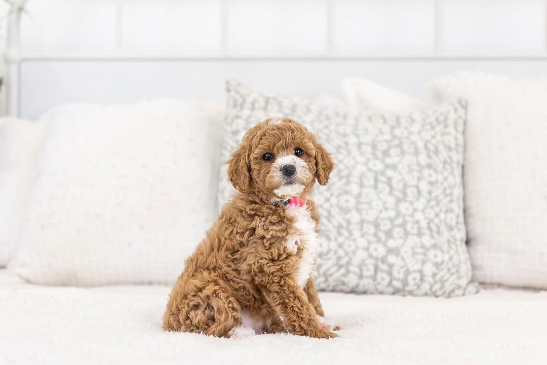 Stormy — F1b Mini Goldendoodle puppy 2