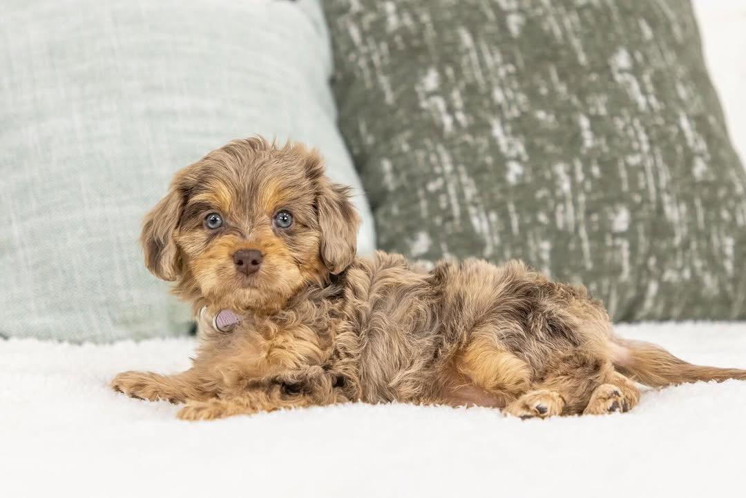 Sylvi — F1b Mini Goldendoodle puppy 1