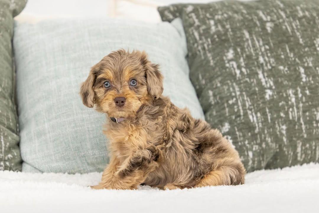 Sylvi — F1b Mini Goldendoodle puppy 2