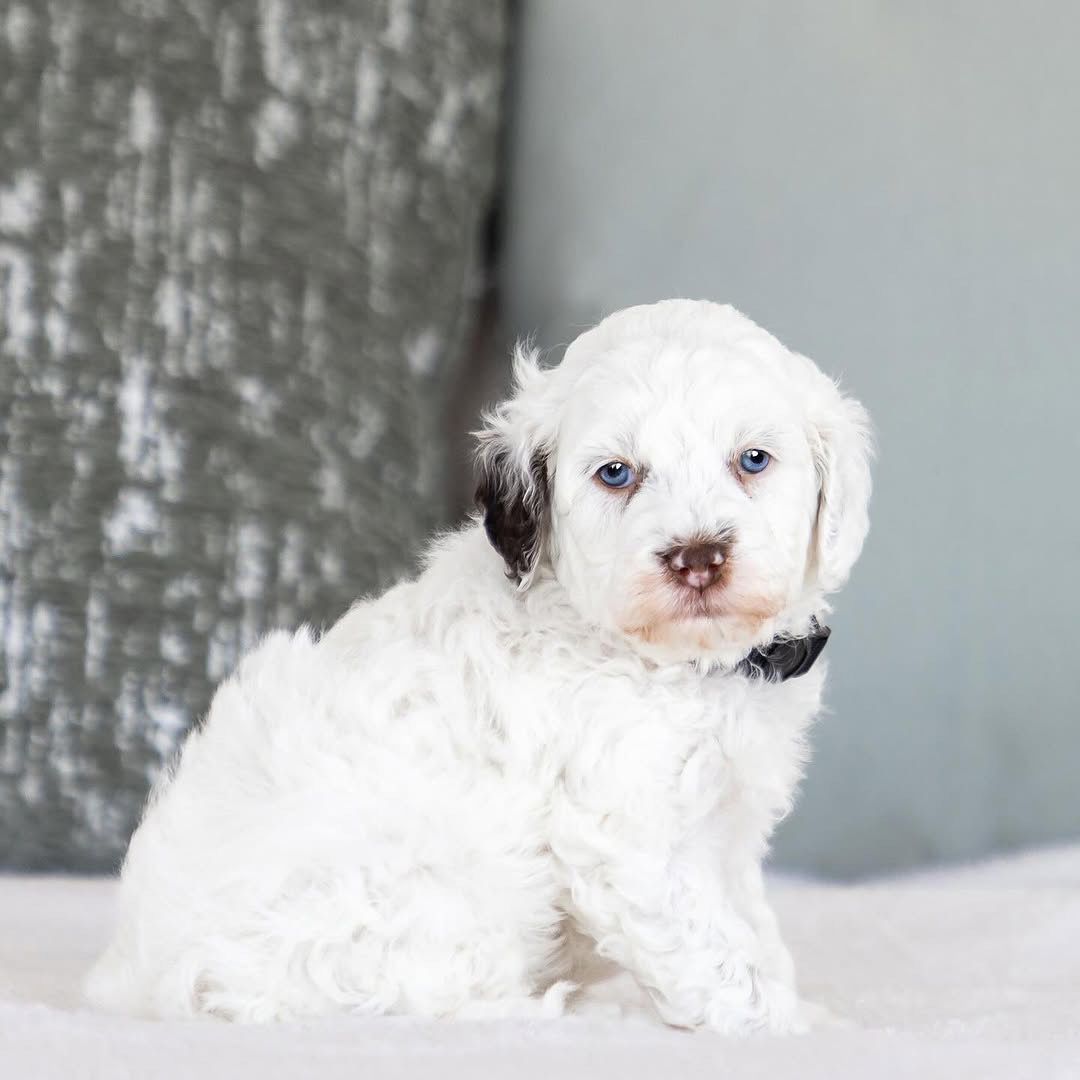 Tidal — F1 Mini Goldendoodle puppy 1