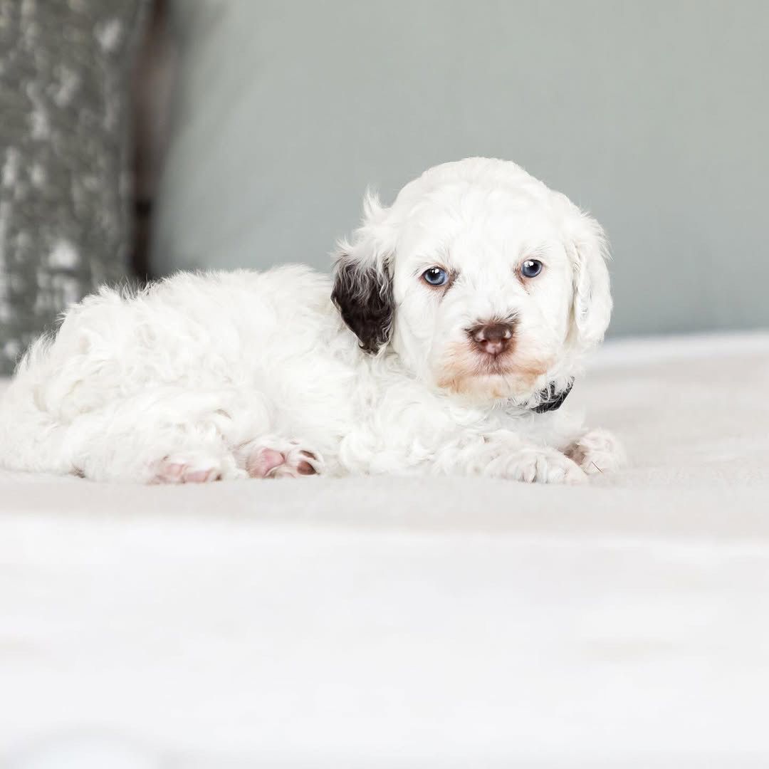 Tidal — F1 Mini Goldendoodle puppy 2