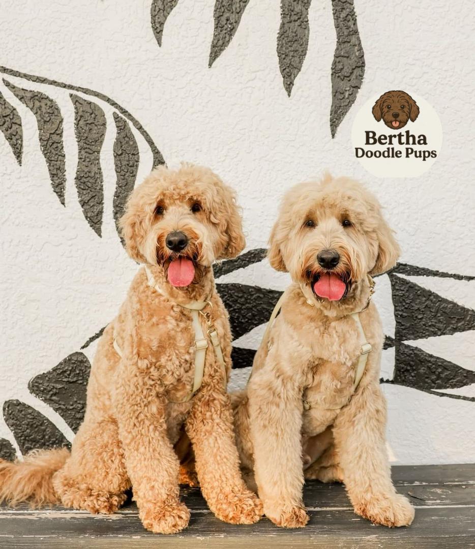 Tuffles and Ollie — Goldendoodle parents at Monarch Doodles