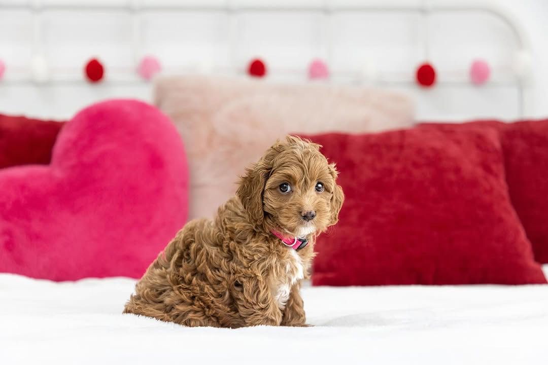 Tundra — F1b Mini Goldendoodle puppy 1