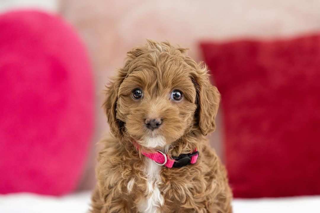 Tundra — F1b Mini Goldendoodle puppy 2