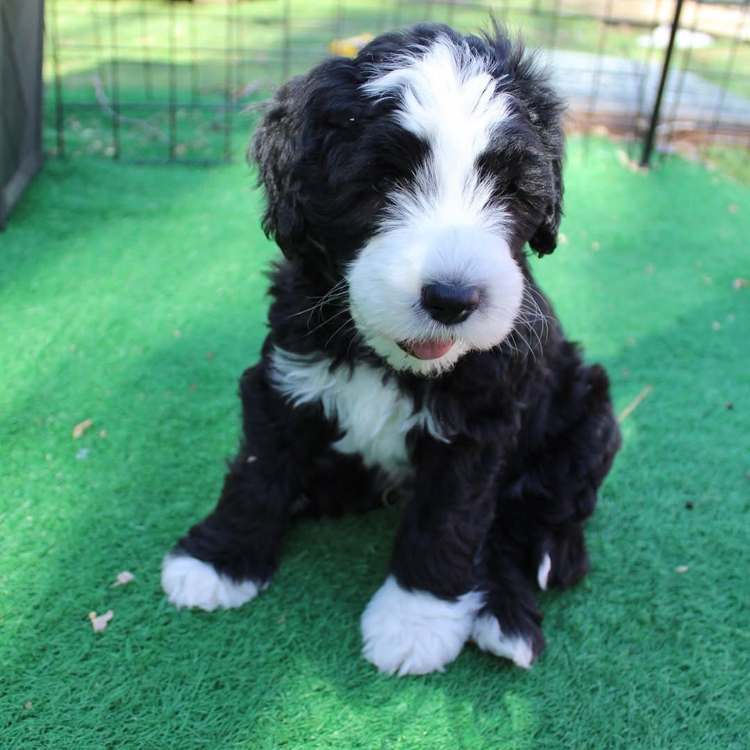 Willow — Sheepadoodle puppy